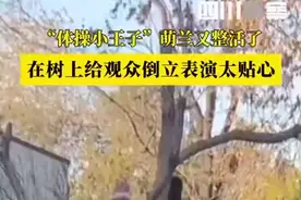 “体操小王子”萌兰倒挂树上跳舞，上演倒立一字马图片