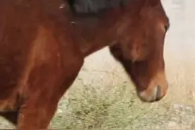 视频 | 4匹马儿公路“散步” 乌鲁木齐民警化身“套马的汉子”帮马找到主人图片