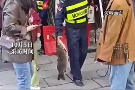 “网红猪鲤”之死图片