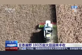 中央媒体看辽宁丨央视《新闻直播间》：辽宁 豆香遍野 193万亩大豆迎来丰收图片