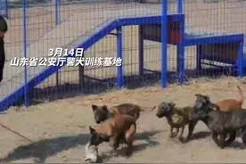 原来警犬从幼崽睁眼就开始测试图片