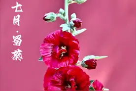 《书香长安》“二十四节气”姊妹篇“十二月花令” 农历处暑秋风至 七月蜀葵正当时图片