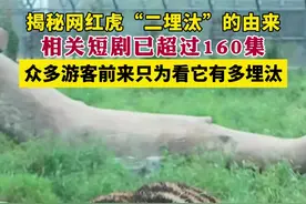 全国主流媒体龙江采风行 | 揭秘网红虎“二埋汰”名字的由来，相关短剧已超过160集图片