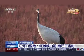 中央媒体看辽宁丨央视《新闻直播间》：辽河口湿地 红滩映白羽 南迁正当时图片