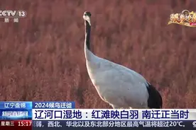 中央媒体看辽宁丨央视《新闻直播间》：辽河口湿地 红滩映白羽 南迁正当时图片