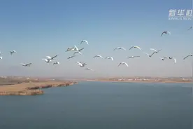 千城胜景｜河北内丘：鹊山湖 天鹅舞图片