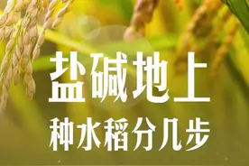 盐碱地上种水稻分几步图片