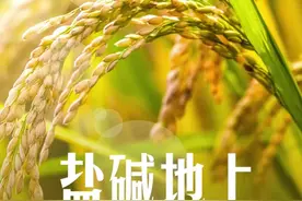 盐碱地上种水稻分几步图片