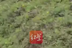 “天青牛蟒”再现凉山？网友近距离拍到“长牛角”的蛇 专家：实为颈棱蛇在吞食蟾蜍图片