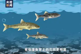 青海湖湟鱼洄游季丨揭秘湟鱼的限定“皮肤”图片