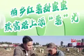 河北柏乡：2000亩红薯迎来丰收季图片