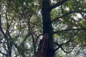 做好防护！浙江宁波一男子掏蜂窝被蛰昏困在15米树杈上图片