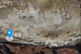 【#男子在家中摆大砗磲被刑拘#】图片