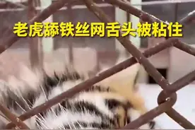 东北虎舔铁舌头被冻住一脸委屈，网友：甜不甜不确定，有点辣图片