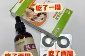 狗狗子宫蓄脓！这样做2周就能痊愈！！图片