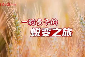 一粒麦子的蜕变之旅图片