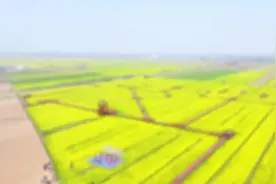 春暖花开 为你而来||衡水安平第八届油菜花鉴赏月将于3月29日开幕图片