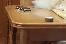 小皮图片