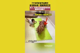 《金毛教小主人爬行：萌宠的暖心示范》图片