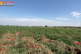 一派喜人的丰收景象 乌鲁木齐高新区（新市区）安宁渠镇西村番茄陆续成熟图片
