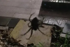 蜘蛛吊，财神到！见到此蜘蛛有好运！！图片