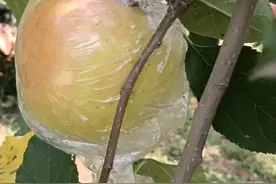 苹果成熟期，苹果树生长期和脱袋时间。图片