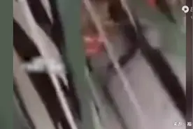 失踪四姐弟凌晨被发现在芦苇丛睡觉，警察翻山遍野找了7个小时图片