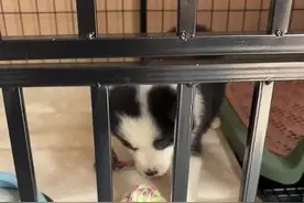 第一次领养边牧，不太懂！帮看看这个纯种还是串串啊？图片