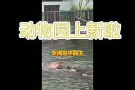 太原动物园：伏天“添丁”忙 “萌憨”表情多图片