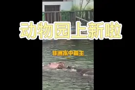 太原动物园：伏天“添丁”忙 “萌憨”表情多图片