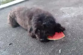 再见了，我的黑黑 ，从此你长眠我常念，愿汪星球没有车祸没有痛苦图片