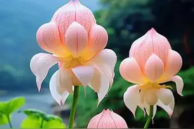 立秋：一念秋风起，一念相思长，云雨缠绵收夏色，风起叶落动秋声图片