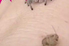 蜘蛛吃虫子视频封面