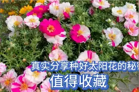 太阳花只要做好三点，枝条多，花苞多，真实经验分享，新手也可以视频封面