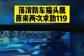 #猫头鹰 #长耳鸮 #保护动物 #黑龙江创作者联盟 
今天才发现，落消防车的猫头鹰被二次救助视频封面