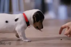 世界上最小的10种小型犬#萌狗#小博美 #贵宾犬 #法国斗牛犬视频封面