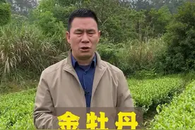 金牡丹简介。#茶树品种 #抖音茶知识 视频封面