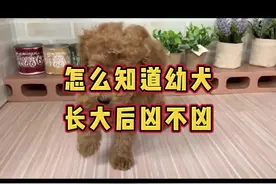 怎么知道幼犬长大后凶不凶？#狗 #狗狗 #小奶狗 #泰迪 #泰迪犬 视频封面