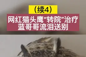 #猫头鹰 #长耳鸮 #国家保护动物 
网红猫头鹰要被送到牡丹江野生动物救助中心治疗，照顾它的蓝哥哥不舍得，泪眼婆娑。视频封面