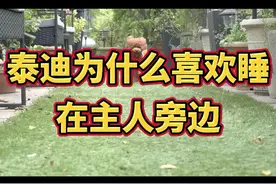 泰迪为什么喜欢睡在主人旁边#狗狗 #泰迪 #萌宠 #宠物知识 #科学养宠攻略 