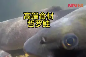 高端食材哲罗鲑，上天馈赠！您吃过，算我输。#哲罗鲑  #高端食材