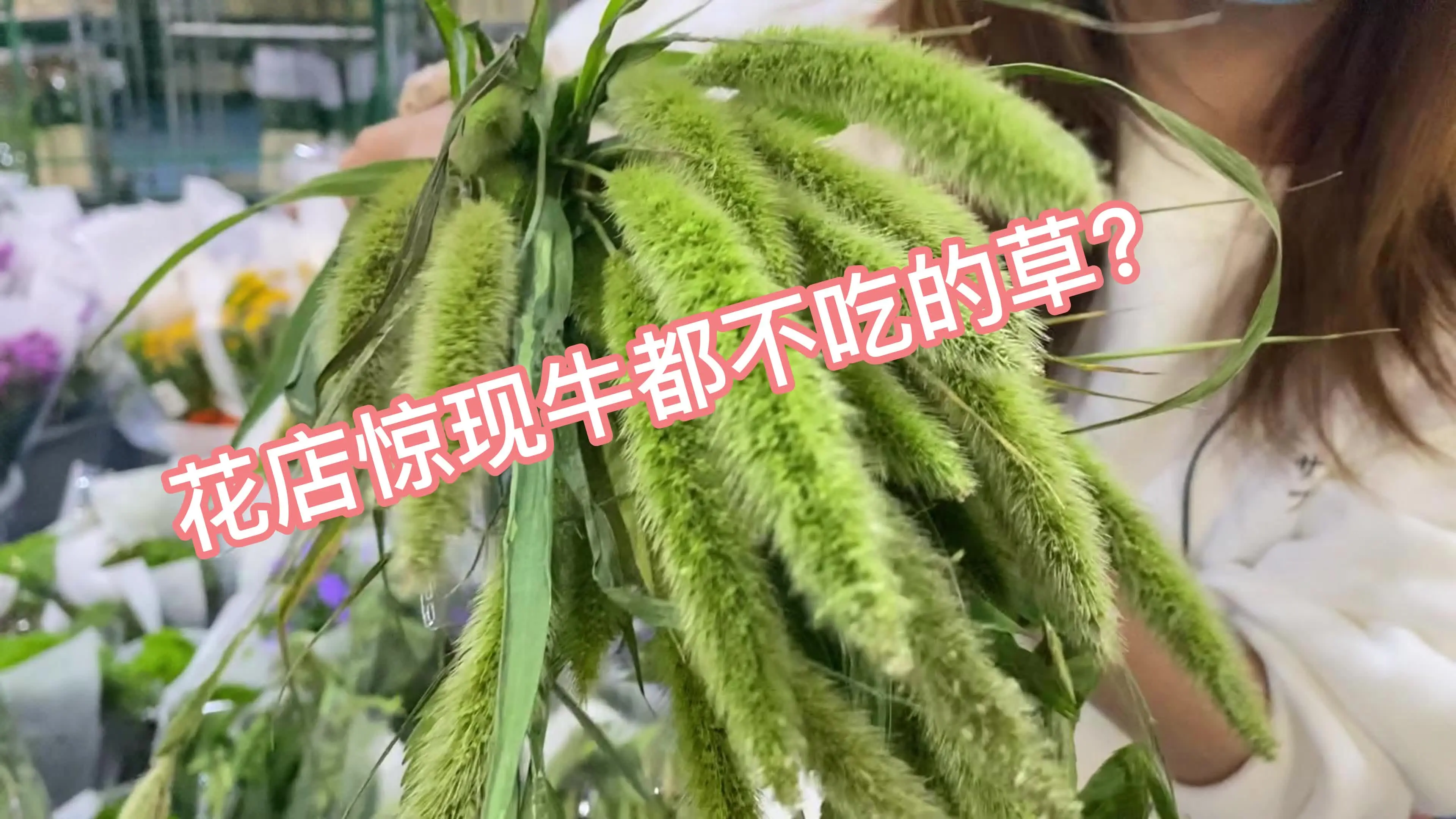 你有没有在花店里见过狗尾巴草？话说这个读狗yi巴？还是狗wei巴视频封面