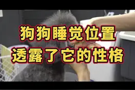 狗狗睡觉位置透露了它的性格#狗狗 #宠物知识 #宠物 #萌宠#萌宠成精了 #狗 