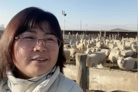 农村老家养的山羊，羊绒在巴彦淖尔就是特产，家家户户都养羊视频封面