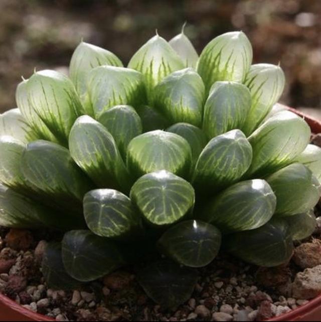 奇异 的4种植物 比君子兰都美 其中1种寿命可达 400年 今日头条