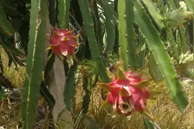 西双版纳火龙果 百香果现摘现发！图片