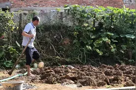 农村挖土种菜图片