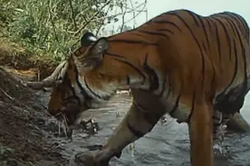 野性泰国：老虎，骁勇的猎手，只有勇敢的人才会追寻它的足迹视频封面